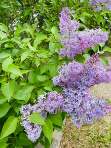 Lilac Body Butter